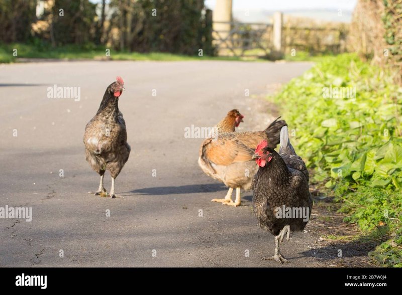 Netherlands - chicken road casino